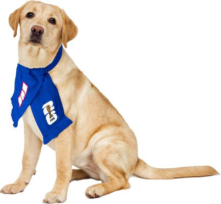 Show full view: Littlearth FIFA World Cup 2026 Fan Dog Scarf, USA, Large slide 3 of 10