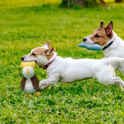 Show full view: Nocciola 2-in-1 Pouch Bird Plush Dog Toy slide 8 of 8