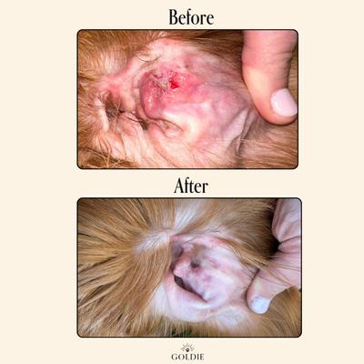 Show full view: Goldie Miracle Rinse Dog Ear Cleaner, 8-fl oz bottle slide 5 of 8