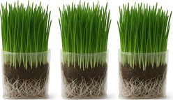 The Cat Ladies Organic Pet Grass Grow Kit, 3 count