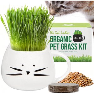 The Cat Ladies Organic Pet Grass Grow Kit with Planter, White