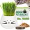 Show in main carousel: The Cat Ladies Organic Pet Grass Grow Kit with Planter, White slide 1 of 10
