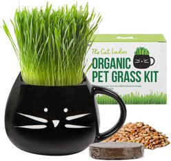 The Cat Ladies Organic Pet Grass Grow Kit with Planter, Black