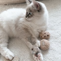 Lambwolf Kitty Tea Time Plush Cat Toy slide 2 of 4