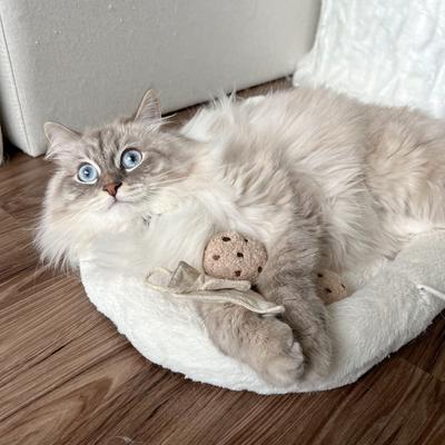 Show full view: Lambwolf Kitty Tea Time Plush Cat Toy slide 2 of 4