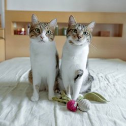 Lambwolf Kitty Radish Plush Cat Toy, X-Small slide 2 of 4