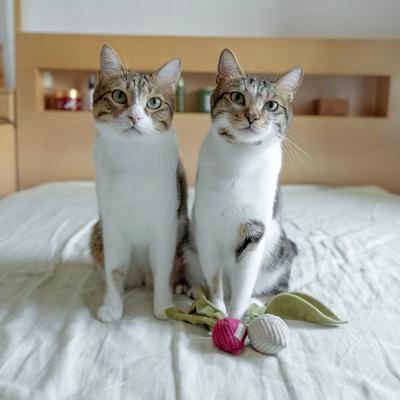 Show full view: Lambwolf Kitty Radish Plush Cat Toy, X-Small slide 4 of 4