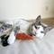 Show in main carousel: Lambwolf Kitty Baby Carrot Plush Cat Toy slide 4 of 4