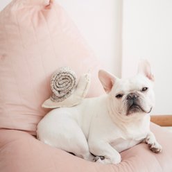 Lambwolf Snail Plush Dog Toy slide 2 of 4