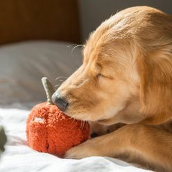 Lambwolf Pepper Plush Dog Toy slide 2 of 4