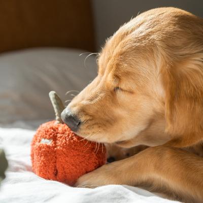 Show full view: Lambwolf Pepper Plush Dog Toy slide 4 of 4