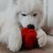 Show in main carousel: Lambwolf Pepper Plush Dog Toy slide 3 of 4