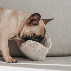 Lambwolf Oyster Pop Dog Ball Toy slide 2 of 4