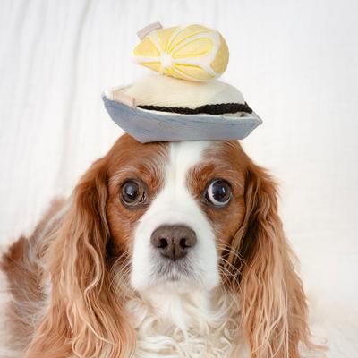 Show full view: Lambwolf Gillardeau Plush Dog Toy slide 3 of 5