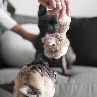 Show full view: Lambwolf Fox Pop Dog Ball Toy slide 4 of 4