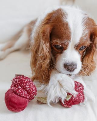 Show full view: Lambwolf Cherry Pop Dog Ball Toy slide 4 of 4