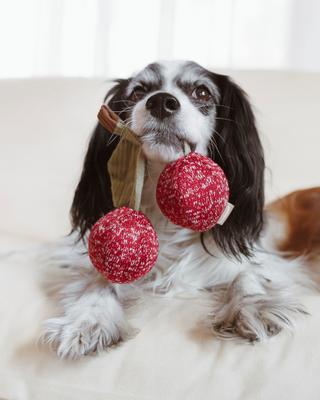 Show full view: Lambwolf Cherry Pop Dog Ball Toy slide 2 of 4