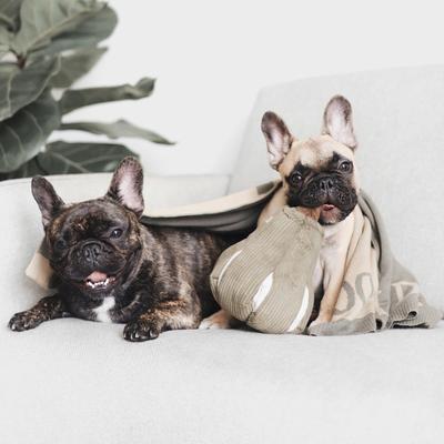 Show full view: Lambwolf Butternut Plush Dog Toy slide 2 of 4