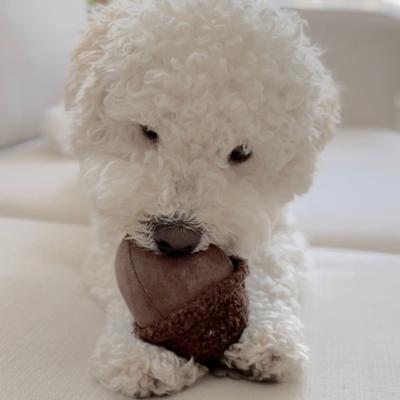 Show full view: Lambwolf Acorn Plush Dog Toy slide 4 of 4