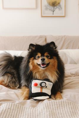 Show full view: Lambwolf Instant Camera Plush Dog Toy slide 2 of 4