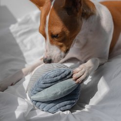 Lambwolf Toto Plush Dog Toy, Marine, 5-in slide 2 of 4