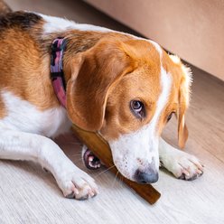 Pets First John Deere 6-inch Bully Stick slide 2 of 3
