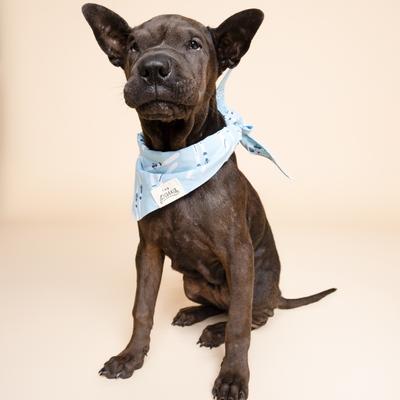 Show full view: The Paws Ski Cotton Dog Bandana, Blue, Medium slide 3 of 6