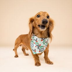 The Paws Yule Cotton Dog & Cat Bandana, Green, Small slide 2 of 6