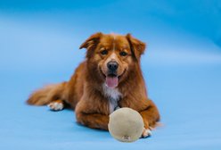 EYS Furbul Sustainable Handmade Short Wool Sheepskin Snuggle Ball Plush Dog Toy, Ivory