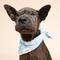 Show in main carousel: The Paws Ski Cotton Dog Bandana, Blue, Medium slide 2 of 6