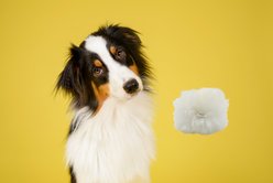 EYS Furbul Sustainable Handmade Long Wool Sheepskin Snuggle Ball Plush Dog Toy, Ivory