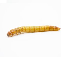 ReptiFeast Giant Mealworm Reptile Food, 250 count slide 2 of 5