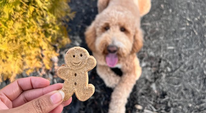 Buddy Biscuits Softies with Bacon & Cheese Soft & Chewy Dog Treats