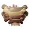 Show in main carousel: Augie Bones Mighty Peanut Butter Plant Based Tough Dog Chew Toy, Tan, 7.5-in, 1 count slide 3 of 6