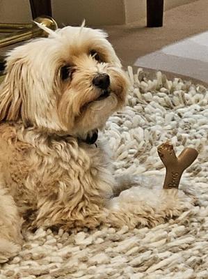 Show full view: Augie Bones Tiny Softer Bacon Dog Chew Toy, Brick Red, 4.5-in, 2 count slide 2 of 2