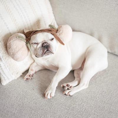 Show full view: Lambwolf Momo Plush Dog Toy slide 2 of 4