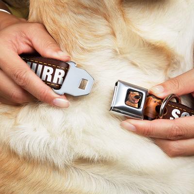 Show full view: Buckle-Down Disney Dug Poses Squirrel Dog Collar, Small: 9.5 to 13-in neck, 1-in wide slide 9 of 9