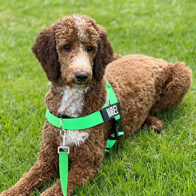 Show full view: Dog Friendly Co. No-Pull D-Ring Dog Harness Attachment, Black, Small/X-Large slide 5 of 6