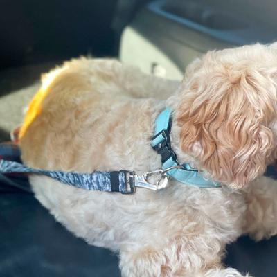 Show full view: Dog Friendly Co. Adjustable Anti-Shock Bungee Dog Seat Belt, Pink slide 5 of 6