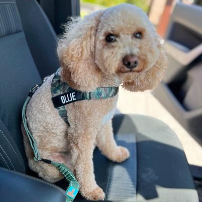 Show full view: Dog Friendly Co. Adjustable Anti-Shock Bungee Dog Seat Belt, Pink slide 6 of 6