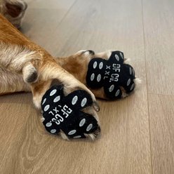 Dog Friendly Co. Dog Paw Pad Protector, 20 count, Medium slide 2 of 4