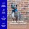 Show in main carousel: Dog Friendly Co. Comfortable & Secure with Quick Release Clip Buckle Reflective Tactical Dog Collar Black, Black, X-Small/XX-Small slide 4 of 8