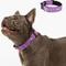 Show in main carousel: Dog Friendly Co. Comfortable & Secure with Quick Release Clip Buckle Reflective Tactical Dog Collar Black, Purple, Small slide 1 of 7