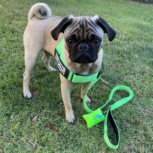 Dog Friendly Co. Neoprene Fabric Poop Bag Holder, Black