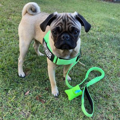 Show full view: Dog Friendly Co. Neoprene Fabric Poop Bag Holder, Red slide 5 of 6