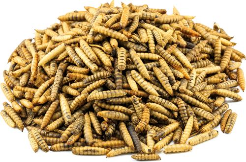 Show full view: Kruse's Perfection Brand Super Grubs Chicken Treats, 4-lb bag slide 2 of 3