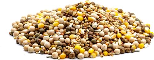 Show full view: Leach Royal Race with Popcorn Pigeon Food, 50-lb bag slide 2 of 2