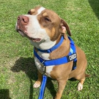 Show full view: Dog Friendly Co. No-Pull D-Ring Dog Harness Attachment, Black, Small/X-Large slide 6 of 6