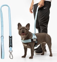 Dog Friendly Co. Bungee Strain Free & Shock Resistant for Control Dog Leash, Sky Blue, Regular slide 1 of 7
