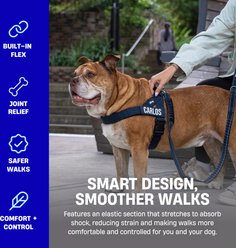 Dog Friendly Co. Bungee Strain Free & Shock Resistant for Control Dog Leash, Sky Blue, Regular slide 2 of 7